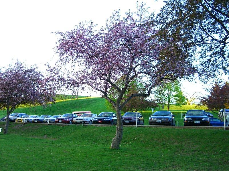 mooneys bay flowering tree
