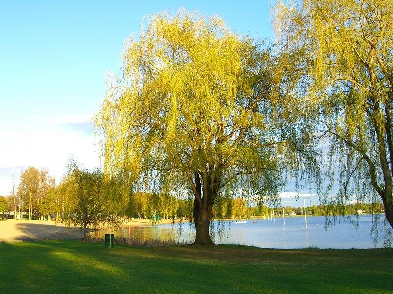 mooneys bay willow tree