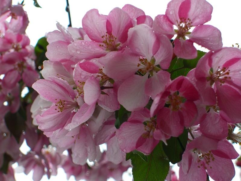 vincent massey blossoms1