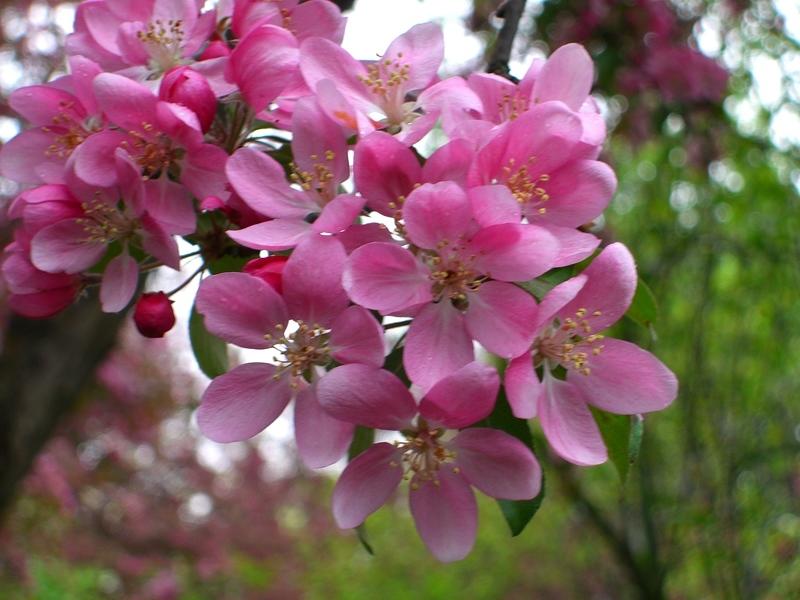 vincent massey blossoms5