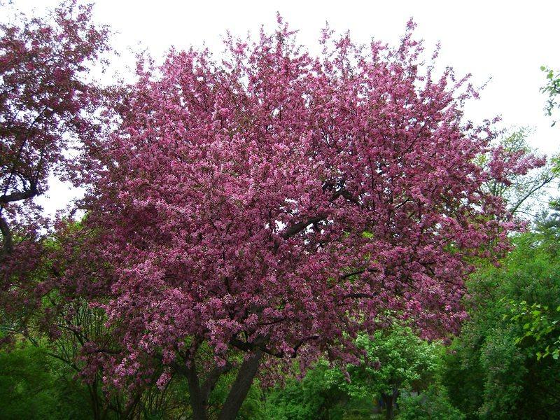 vincent massey flowering tree2