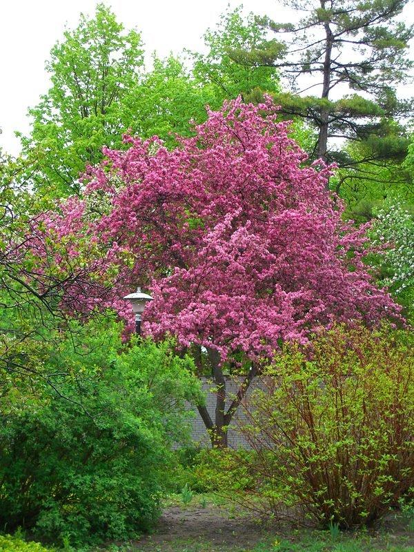 vincent massey flowering tree4