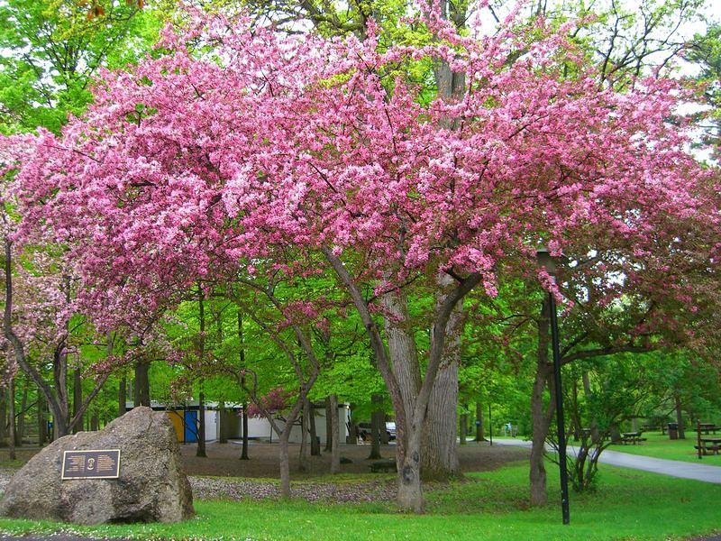 vincent massey flowering tree5