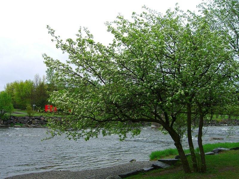 vincent massey flowering tree on river