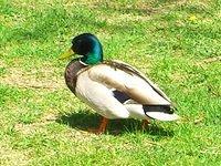 brewer park duck on grass