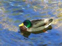 rideau river duck