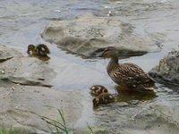 rideau river duck family