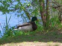 rideau river duck on bank