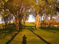 mooneys bay trees 1