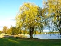 mooneys bay willow tree