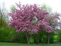 vincent massey flowering tree1