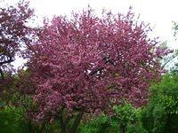 vincent massey flowering tree2
