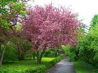 vincent massey flowering tree3