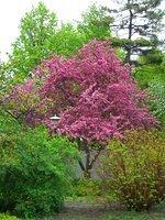vincent massey flowering tree4