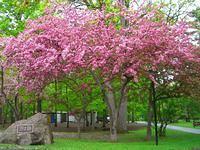 vincent massey flowering tree5